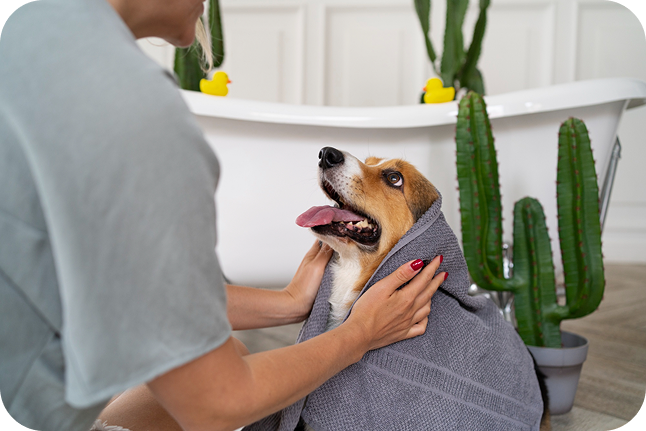Perrito feliz en consulta veterinaria